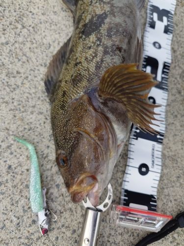 アイナメの釣果