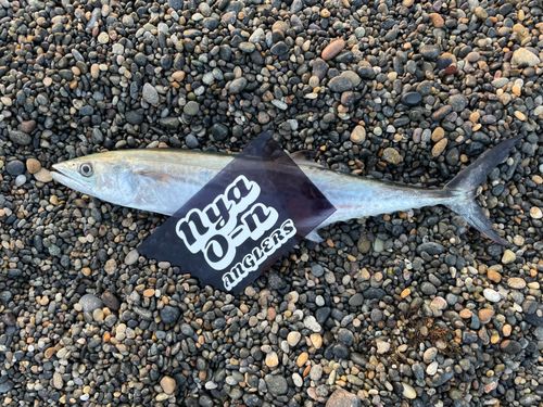 サゴシの釣果