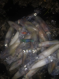 マメイカの釣果