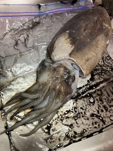 モンゴウイカの釣果