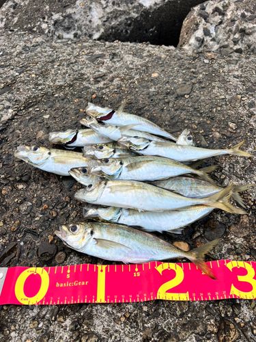アジの釣果