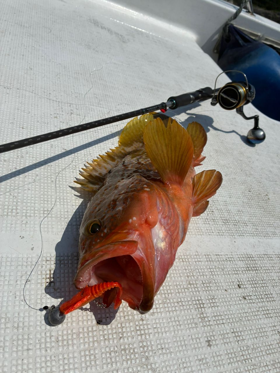 JOY Fischer  海里さんの釣果 1枚目の画像
