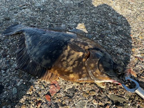 クロガシラガレイの釣果