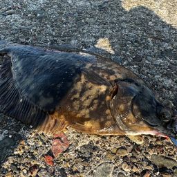 クロガシラガレイ