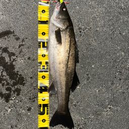 セイゴ（マルスズキ）