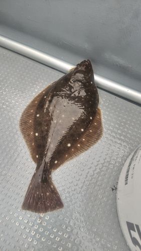 イシガレイの釣果