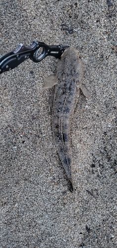 マゴチの釣果