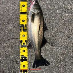 セイゴ（ヒラスズキ）