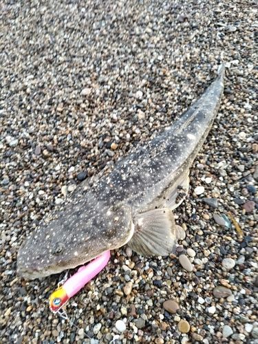 マゴチの釣果