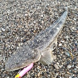 マゴチ