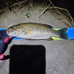 スモールマウスバス