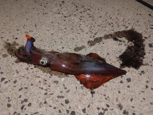 ケンサキイカの釣果