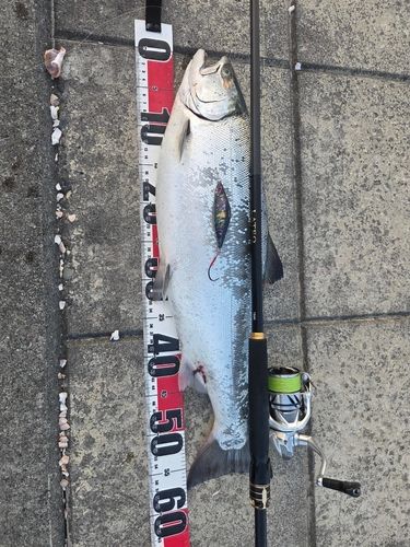 サクラマスの釣果