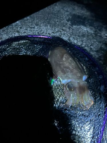 コウイカの釣果