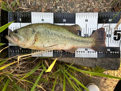 ブラックバスの釣果