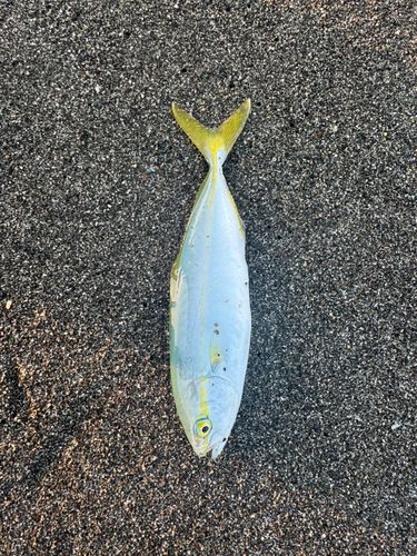 ブリの釣果