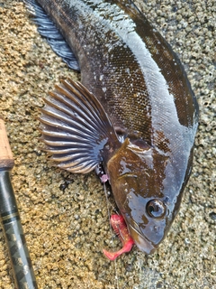 アイナメの釣果