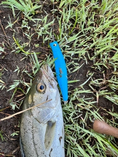 マルスズキの釣果