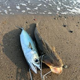 ゴマサバ