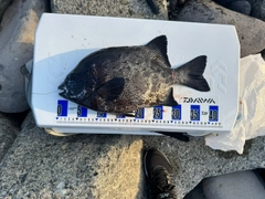 イシガキダイの釣果