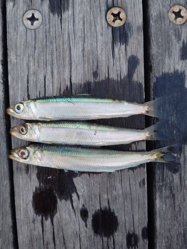 イワシの釣果
