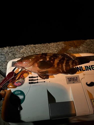 キジハタの釣果