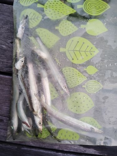 カマスの釣果