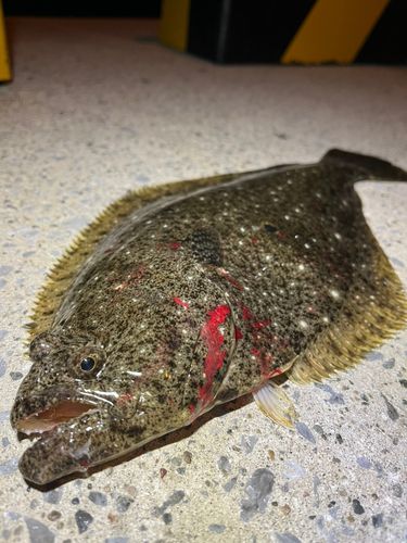 ヒラメの釣果