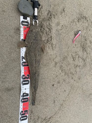 マゴチの釣果