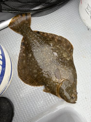 マツカワの釣果