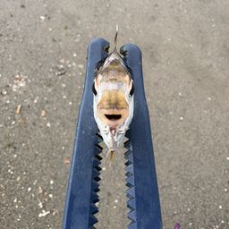 ヒイラギ
