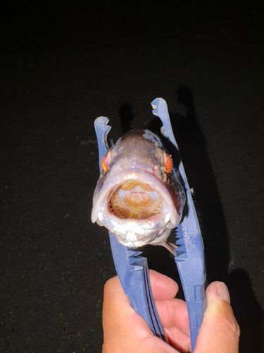 イシモチの釣果