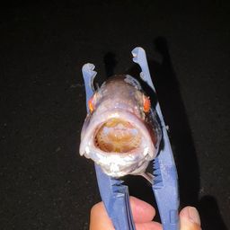 イシモチ