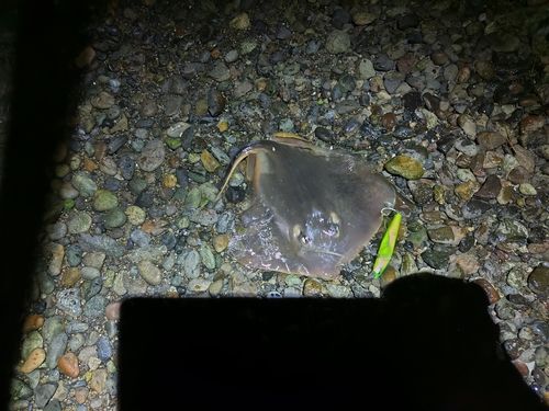 アカエイの釣果