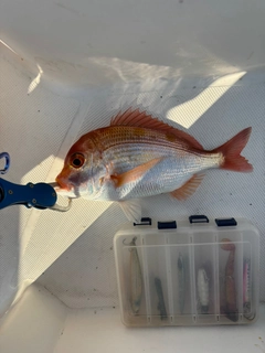 レンコダイの釣果