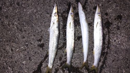 カマスの釣果