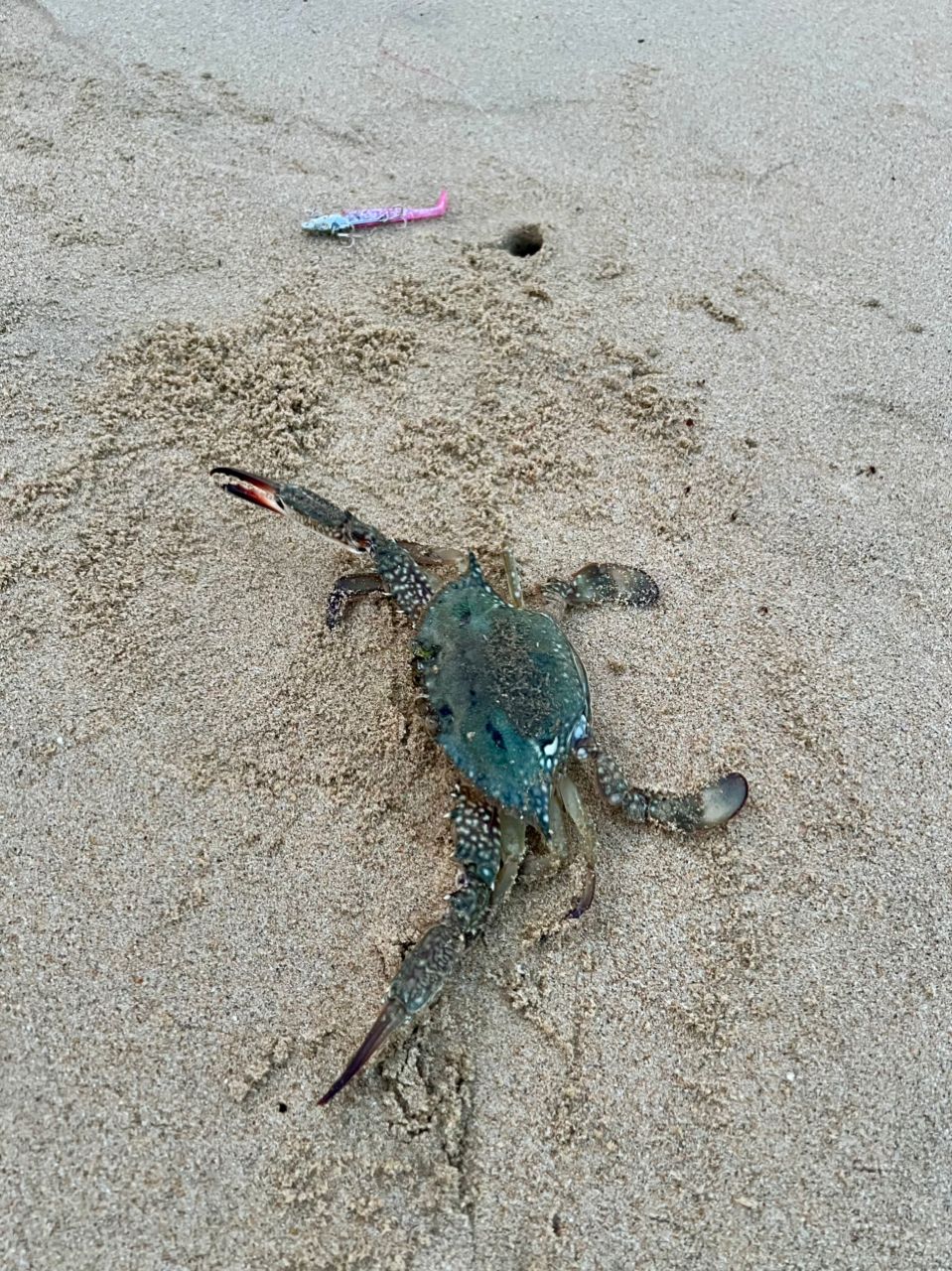 タイワンガザミ