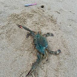 タイワンガザミ