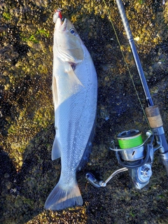 オオニベの釣果