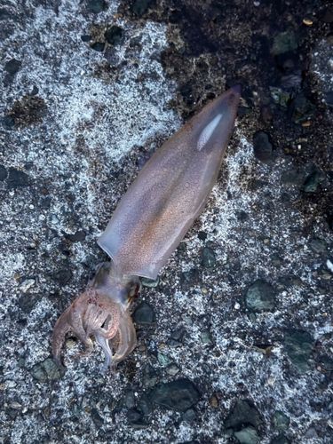 ケンサキイカの釣果