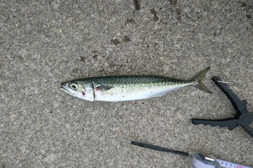 サバの釣果
