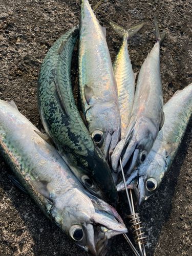 サバの釣果