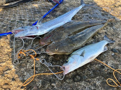 マゴチの釣果