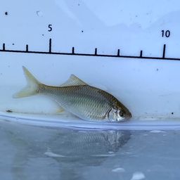 シロヒレタビラ