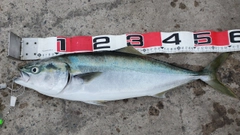 ワラサの釣果