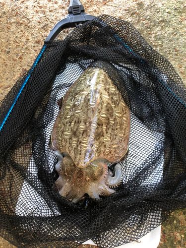 モンゴウイカの釣果