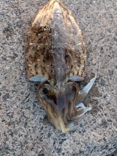 モンゴウイカの釣果