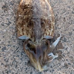 モンゴウイカ