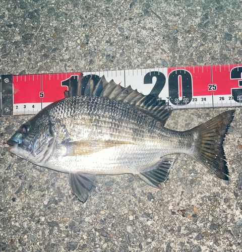 クロダイの釣果