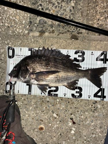 クロダイの釣果